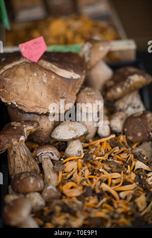 Boletus edulis (penny bun, cep, porcino ou bolets) et jaune (golden chanterelle cantharellus cibarius) Banque D'Images