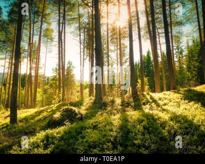 Des faisceaux de lumière du soleil lumineuse brillant par evergreen hautes tiges sur sapin vert de la végétation de buissons de myrtilles dans une forêt calme et paisible magique Banque D'Images