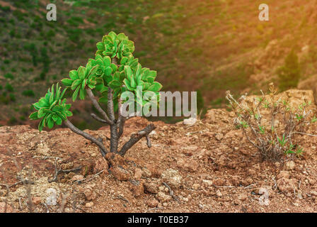 Catégorie : La plante sur une longue tige pousse sur des rochers Banque D'Images