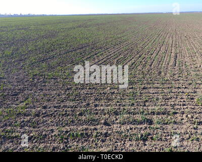 Domaine de jeune blé. Vue de dessus, de jeunes pousses de blé. Banque D'Images