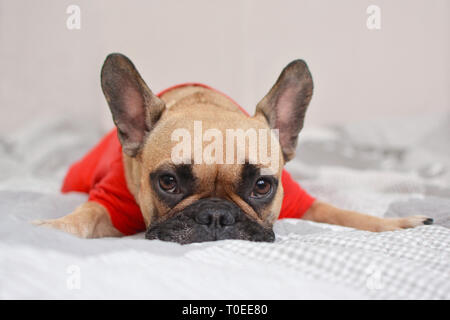 Mignon chien Bouledogue Français fauve avec chemise rouge lying on blanket Banque D'Images