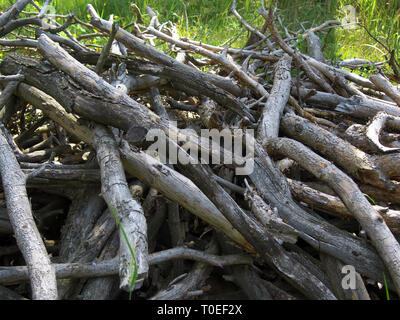 Hill de vieux bois branches recueillis dans la forêt Banque D'Images