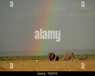 Les éléphants d'Afrique (Loxodonta africana) pâturage dans la savane sous big sky avec rainbow dans la soirée à Amboseli NP Kenya, Afrique de l'Est Banque D'Images