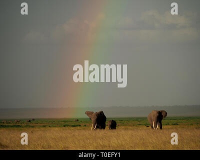 Les éléphants d'Afrique (Loxodonta africana) pâturage dans la savane sous big sky avec rainbow dans la soirée à Amboseli NP Kenya, Afrique de l'Est Banque D'Images