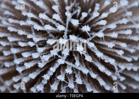 Close-up de frosted cardère (Dipsacus fullonum) seedhead, parc national New Forest, Hampshire, England, UK Banque D'Images
