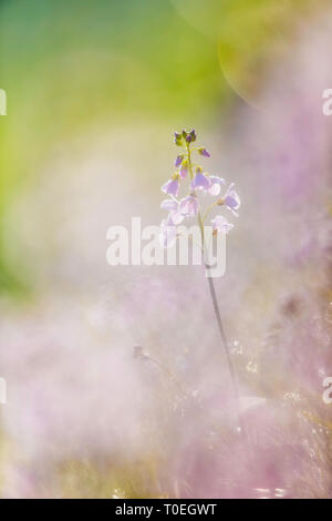 Lady's Smock / cardamine des prés (Cardamine pratensis), Angleterre Banque D'Images