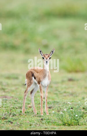 Gazelle de Thomsons (Eudorcas thomsonii) faon dans la prairie de la Ngorongoro Conservation Area, Tanzania Banque D'Images