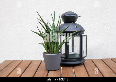 Ancienne plaque de verre avec bougie et Sansevieria cylindrica (plantes en pots) serpent cylindriques fleur sur table en bois par mur blanc arrière-plan. Décor à la maison Banque D'Images