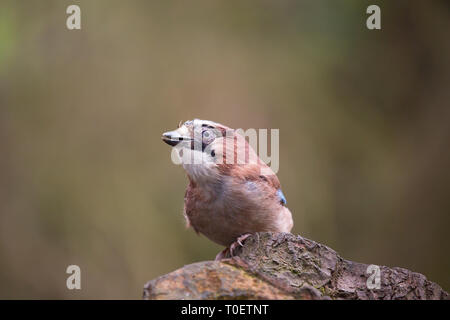 Vue de face d'un oiseau de geai du Royaume-Uni (Garrulus glandarius) isolé dans un cadre boisé du Royaume-Uni naturel, perché sur une souche d'arbre.Faune britannique. Banque D'Images