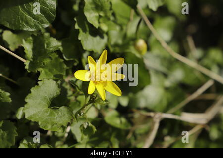 Ficaria verna verna ou chélidoine, fleurs de printemps jaune Banque D'Images