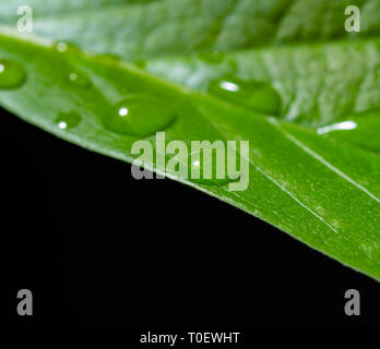 Les jeunes feuilles d'avocat vert avec de l'eau gouttes sur fond noir, planète verte eco concept, copie espace close up Banque D'Images