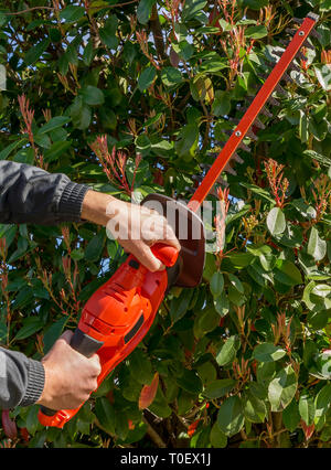 Taille-haie électrique rouge tenue par les mains des hommes sur un fond de feuilles de Photinia en fleur Banque D'Images