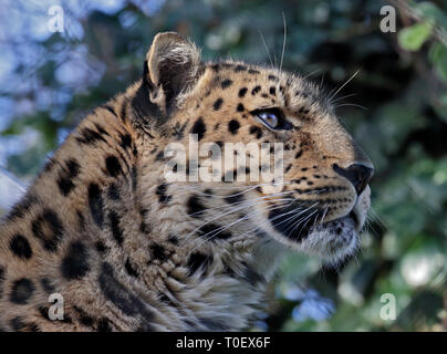 Amur Leopard (Panthera pardus orientalis) Banque D'Images