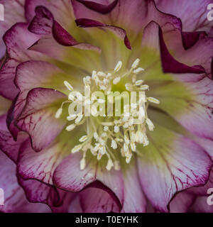 Un plan macro sur une fleur rouge helleborus ellen double. Banque D'Images