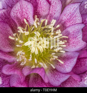 Un plan macro sur une double fleur rose helleborus ellen. Banque D'Images