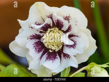 Un plan macro sur une double fleur helleborus Ellen White. Banque D'Images