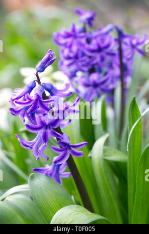 Jacinthes dans le jardin. Banque D'Images