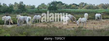 Troupeau de chevaux blancs. Paysage de la Camargue avec de chevaux blancs, Provence, Bouches-du-Rhône, France Banque D'Images