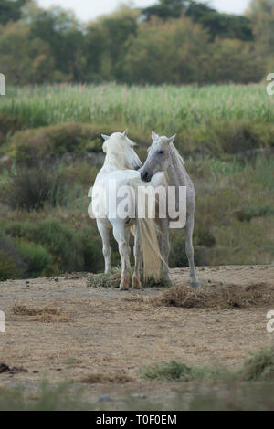 Les chevaux blancs de Camargue. Chevaux Camargue - Equus ferus caballus, Provence, Bouches-du-Rhône, France Banque D'Images