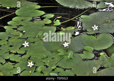 Flocon Eau (Nymphoides indica) floraison dans un étang d'eau douce à la plage de Diani, Kenya Banque D'Images