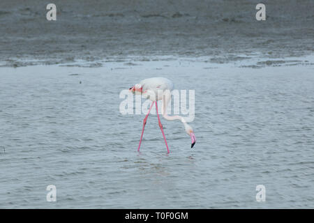 Flamant rose en Camargue. Un flamant rose dans le lagon de la Camargue, Provence, Bouches-du-Rhône, France Banque D'Images