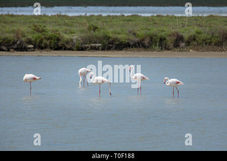 Plus de flamants roses en Camargue. Le Parc Naturel de Camargue - flamants roses dans le lac Étang de Vaccarès, Provence, Bouches-du-Rhône, France Banque D'Images