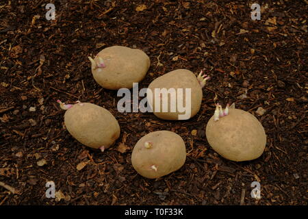 Les plants de pommes de terre King Edward chitted prêts pour la plantation. Banque D'Images