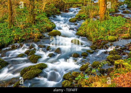 Un ruisseau, ou beck, tumbling en bas de la colline dans le lac Windermere à basse Miller la masse dans le Parc National de Lake District Cumbria. Banque D'Images