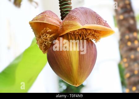 Fleur de banane accrochée à un arbre Banque D'Images