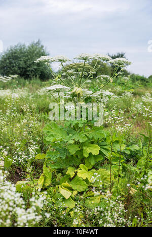 La berce du Caucase dans le champ, en fleurs. Plantes toxiques dangereux également connu sous le nom de la berce laineuse ou Heracleum Banque D'Images