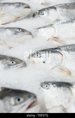 Sur le marché du saumon refroidi, affichage libre shot des chefs Banque D'Images