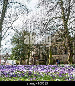 Crocus dans St Chads Churchyard à Poulton le Fylde Lancashire England UK beaucoup de blanc et violet fleurs jaunes en fleurs au printemps Banque D'Images