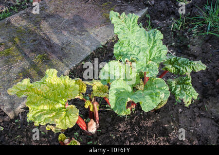 Les tiges de rhubarbe en hiver à venir en janvier Bien que la rhubarbe est un légume, il est plus souvent utilisé comme un fruit dans les tartes et les desserts, etc. Banque D'Images