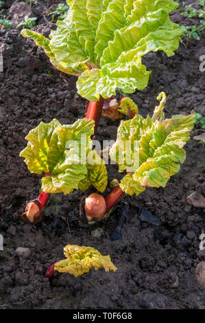 Les tiges de rhubarbe en hiver à venir en janvier Bien que la rhubarbe est un légume, il est plus souvent utilisé comme un fruit dans les tartes et les desserts, etc. Banque D'Images