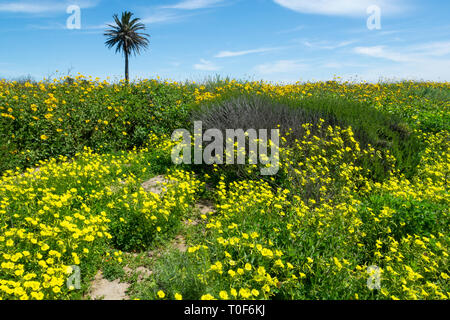 Super Bloom 2019 - Belle journée de la réserve écologique de Bolsa Chica avec des champs de fleurs sauvages jaunes et côte Tournesols juxtaposé à une seule main. Banque D'Images