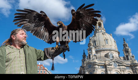 20 mars 2019, Saxe, Dresde : Falconer Peter Schaaf et son aigle Shiva sont debout en face de la Frauenkirche sur la Neumarkt lors d'une conférence de presse pour l'annonce de l'Waldmarkt 2019. À l'occasion de cette année, la 69e Conférence de l'Association forestière à Dresde, qui invite les experts forestiers de toute l'Allemagne à la Saxe en mai, Sachsenforst organise un marché de la forêt. Du 10 au 12 mai 2019 le Neumarkt en face de la Frauenkirche sera transformé en un centre d'idyllique entourée d'arbres. Photo : Robert Michael/dpa-Zentralbild/ZB Banque D'Images