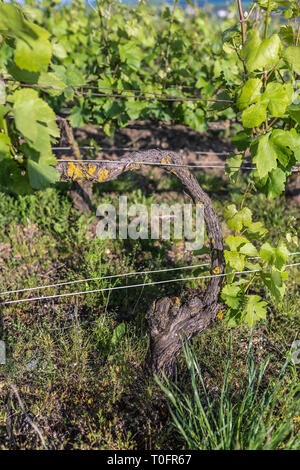 Vignes, Mutigny Village, vallée de la Marne, la Champagne, France Banque D'Images
