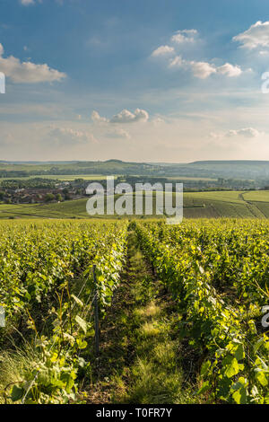 Vignes, Mutigny Village, vallée de la Marne, la Champagne, France Banque D'Images