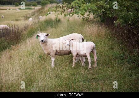 La tonte des moutons nouvellement Romney Marsh et son agneau dans un champ vert Banque D'Images