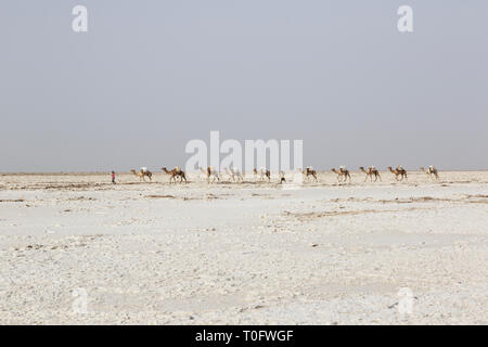 L'Éthiopie, Danakil, 22 février 2015 : caravane de chameaux transportant du sel dans le désert de Danakil, Afrique Ethiopie Banque D'Images