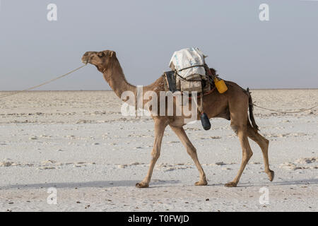 L'Éthiopie, Danakil, 22 février 2015 : un dromadaire transporte des blocs de sel dans le bain et inhospitalier désert Danakil au prochain village en Éthiopie Banque D'Images