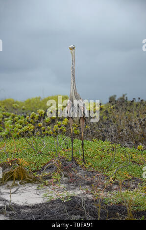 Au héron des Galapagos Plage Tortuga Bay Banque D'Images