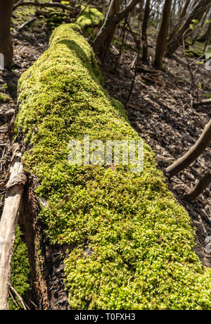 Tronc de l'arbre couvert de mousse Banque D'Images