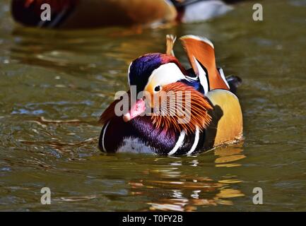 Canard Mandarin Aix galericulata natation dans Lainzer Tiergarten, Vienne, Autriche Banque D'Images