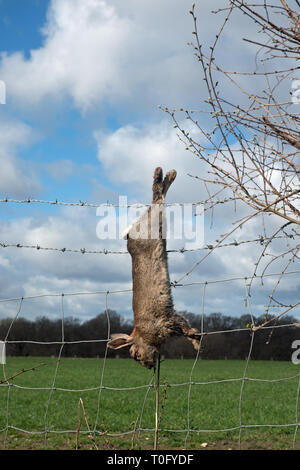 Lapin mort hanging on fence Banque D'Images