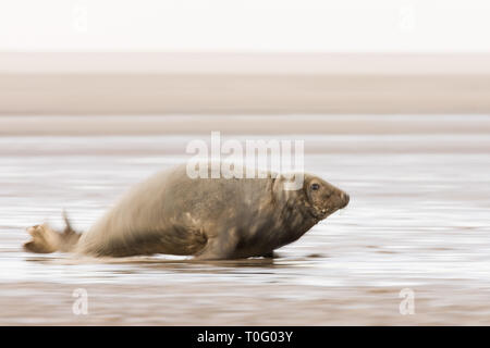 Phoque gris (Halichoerus grypus) déménagement Retour à la mer à Donna Nook, Lincolnshire, Angleterre Banque D'Images