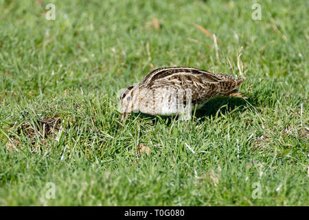 La Bécassine des marais - Gallinago gallinago Nourrir les oiseaux dans l'herbe Banque D'Images