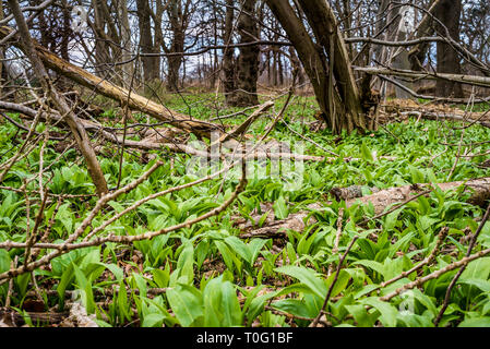 De plus en plus parmi les Ramson de troncs dans une forêt préservée, Jagerspris, Danemark, Mars 18, 2019 Banque D'Images