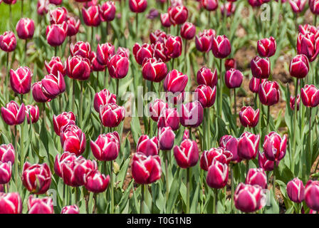 Istanbul, Turquie, 17 avril 2006 : Tulipes de Khédive Palace. Banque D'Images