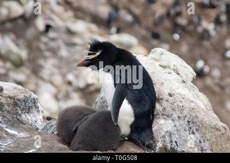 Nouvelle île Îles Falkland, le sud de Rockhopper Penguin avec 2 poussins Banque D'Images